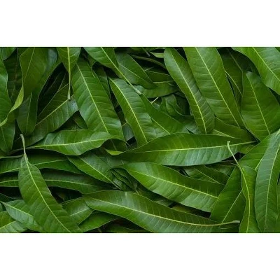 Rani Brand Authentic Indian Foods | Fresh Leaves 21 Rani Brand Authentic Indian Foods | Fresh Leaves - Image 19
