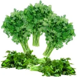 Rani Brand Authentic Indian Foods | Fresh Leaves 27 Rani Brand Authentic Indian Foods | Fresh Leaves -Kitchen GUEST 6c9477ad 55bf 4597 995f d3d40e7bce1c